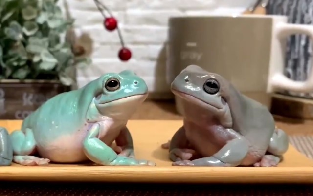 Japan's most cold-blooded frog breaks romantic mood in a hilarious  way【Video】 | SoraNews24 -Japan News-
