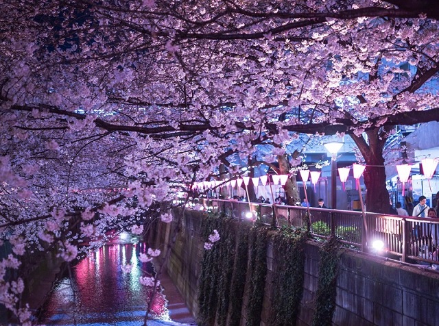 Updated cherry blossom forecast has sakura reaching full bloom earlier ...