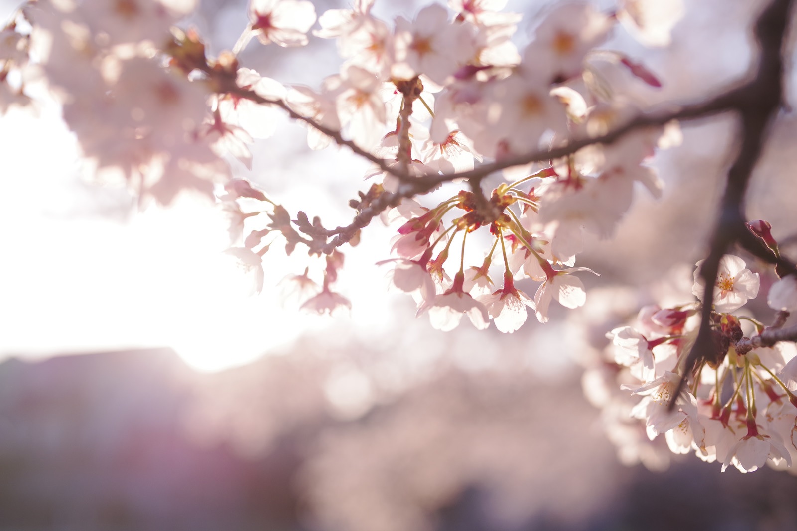 Updated cherry blossom forecast has sakura reaching full bloom earlier ...