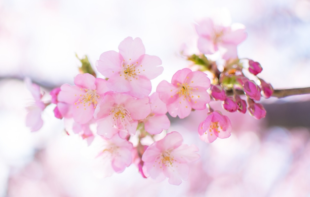 Starbucks sakura sweets season starts with cherry blossom cake, donuts ...