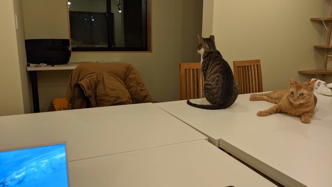 Tokyo cat shelter and coworking space lets you be productive with cats ...