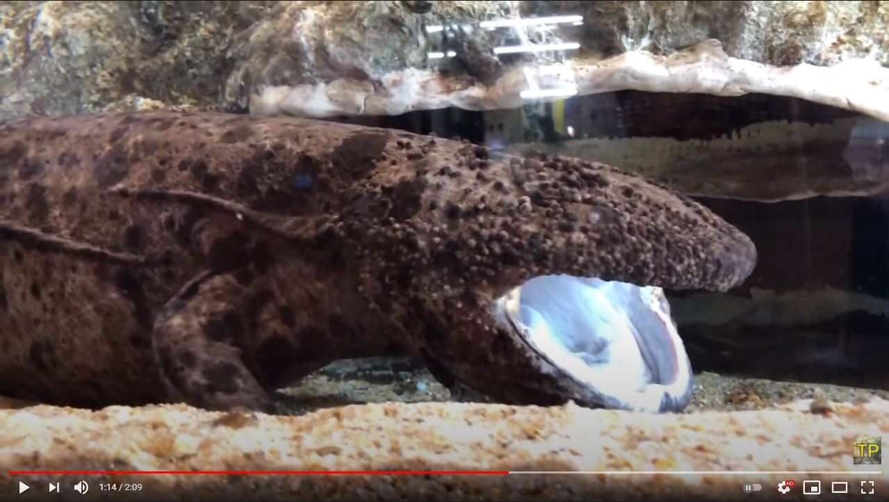 Largest Japanese giant salamander dies, aged…Maybe 70 or so?