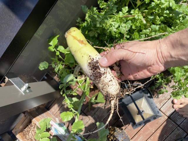 Daikon Radish - Busan F1 - Seeds
