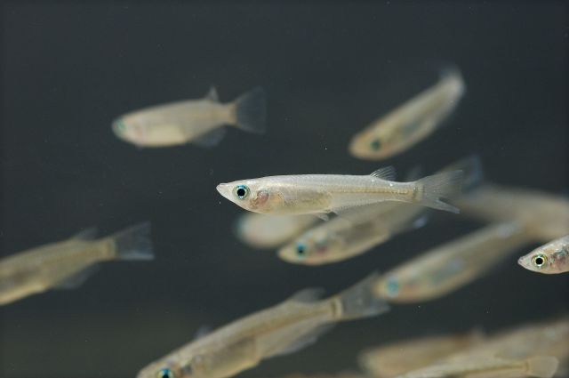 Japanese police searching for man who stole 1.1 million yen in tiny fish