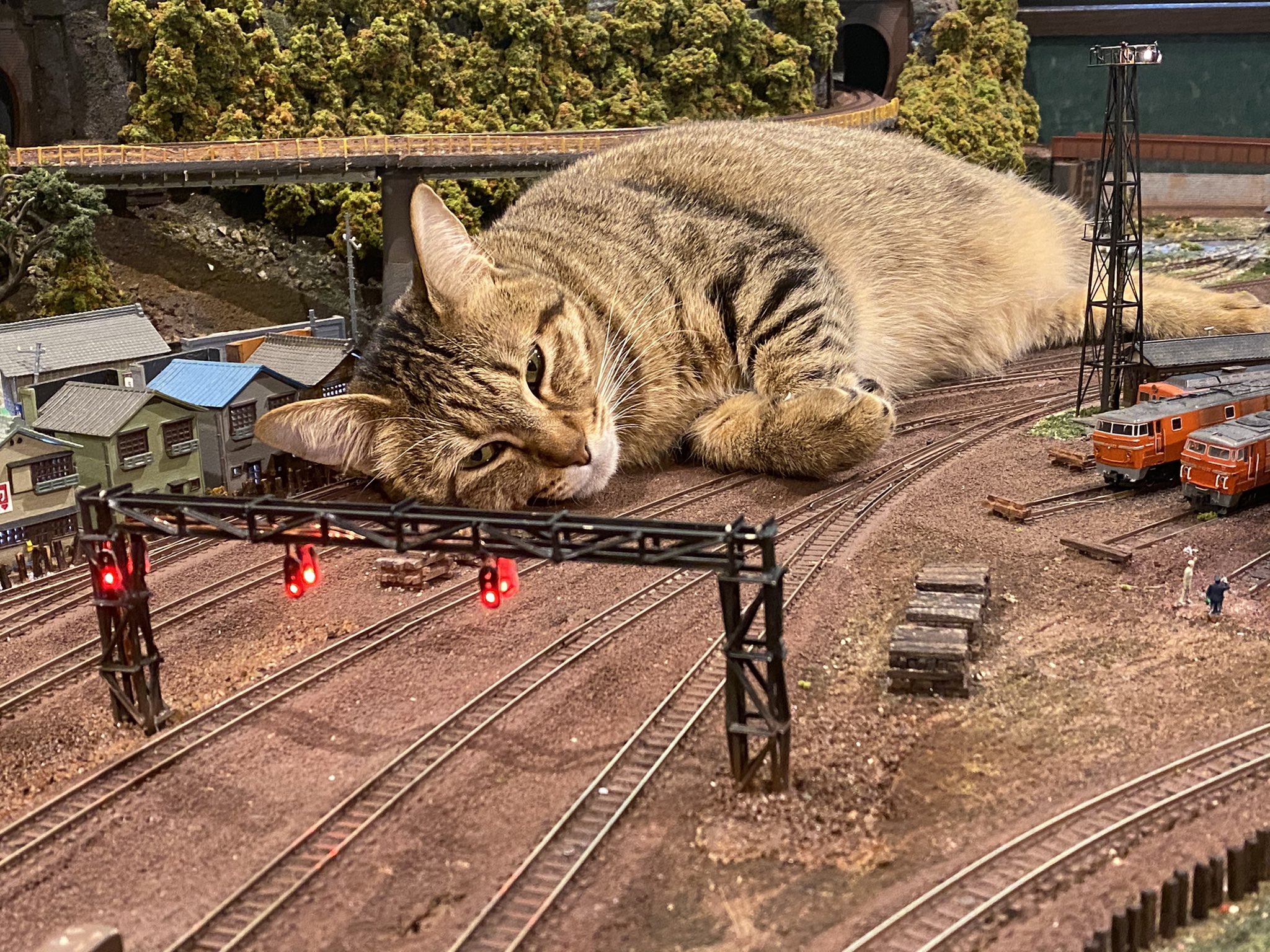 cat riding a train