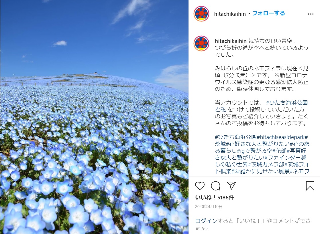 Blue Heaven As Nemophila Flowers Come Into Bloom In Japan S Ibaraki Prefecture Photos Soranews24 Japan News