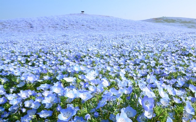 Blue heaven as Nemophila flowers come into bloom in Japan’s Ibaraki Prefecture【Photos】
