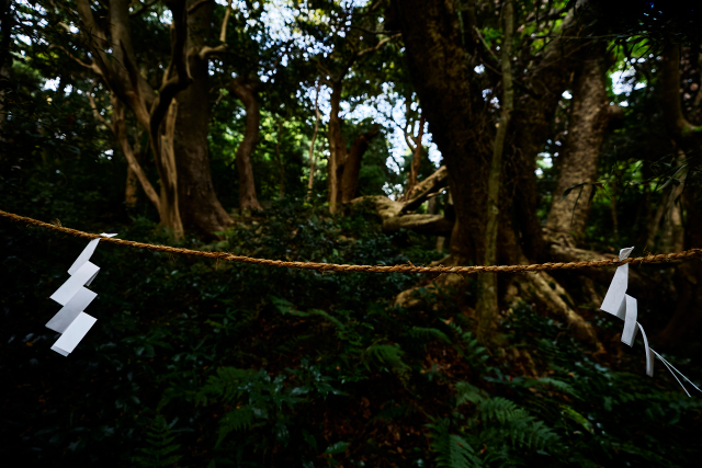 Sacred forbidden forest at a Japanese shrine has been off-limits to