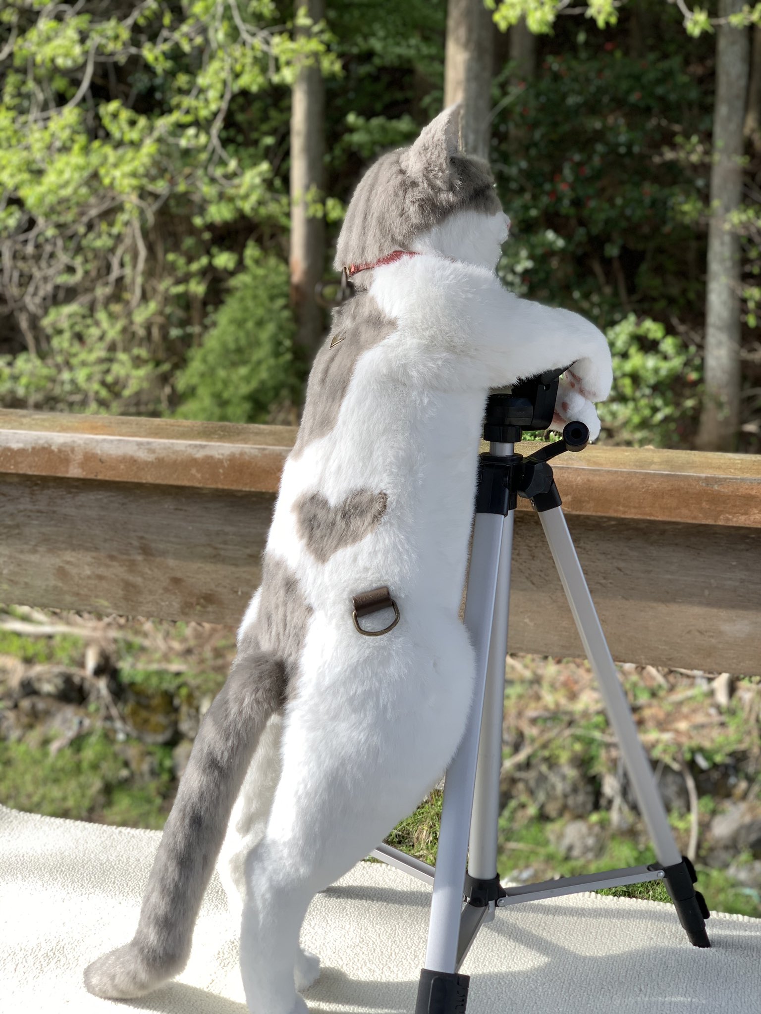 Japanese shop cat backpack