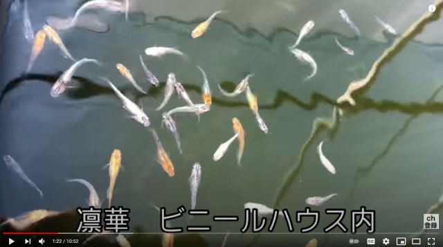Hyogo man arrested for stealing 13 tiny fish valued at 52,000 yen