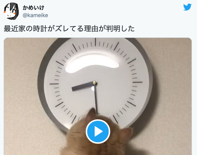 Japanese Twitter’s latest feline celebrity proves that cats will literally attack anything