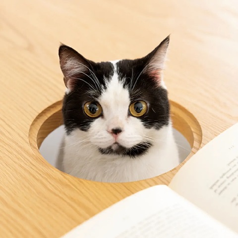 Cat sales dining shelf