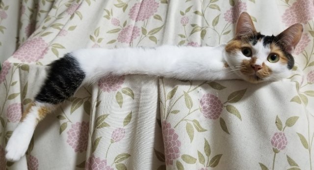 Japanese netizens fall in love with super long cat, flood Twitter with long cat memes
