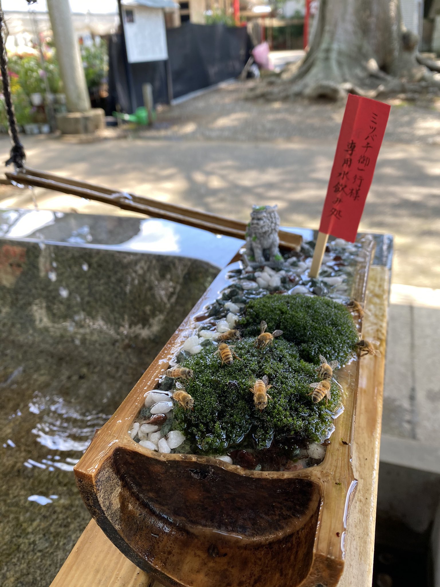 Japanese shrine creates special water fountain for thirsty bees