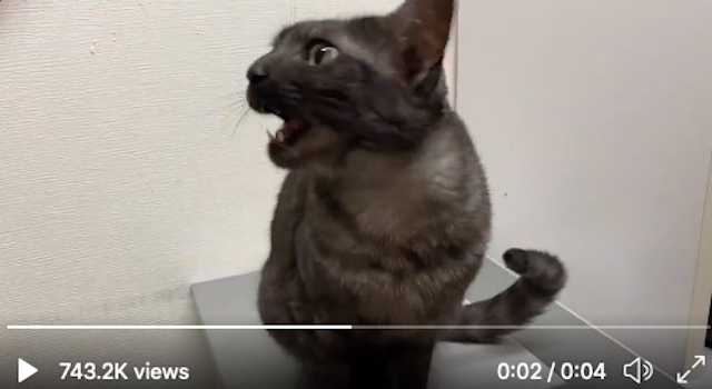 Cat says good morning to its owner in Japanese【Videos】