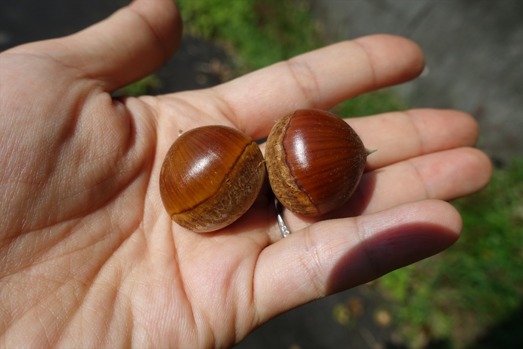 We Made Japanese Sweet Chestnut Paste And Learned The Hard Way That Its A Labor Of Love