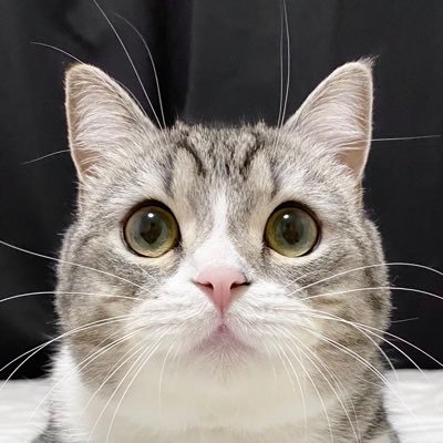 Japanese Scottish Fold Motimaru grabs Guinness World Record for