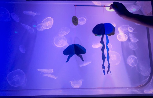 Jellyfish and Halloween in perfect harmony at Sumida Aquarium event ...