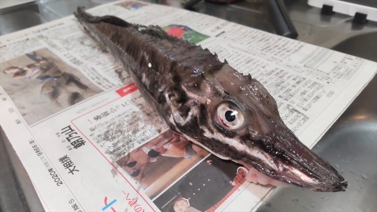 Juldom Fish Let’s make sashimi with…whatever in God’s name this thing is ...