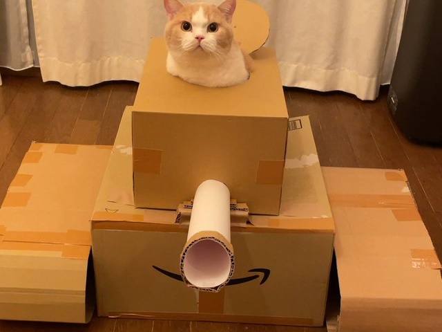 Japanese cardboard-tank cats are here to conquer your heart and pillage your fridge【Pics】