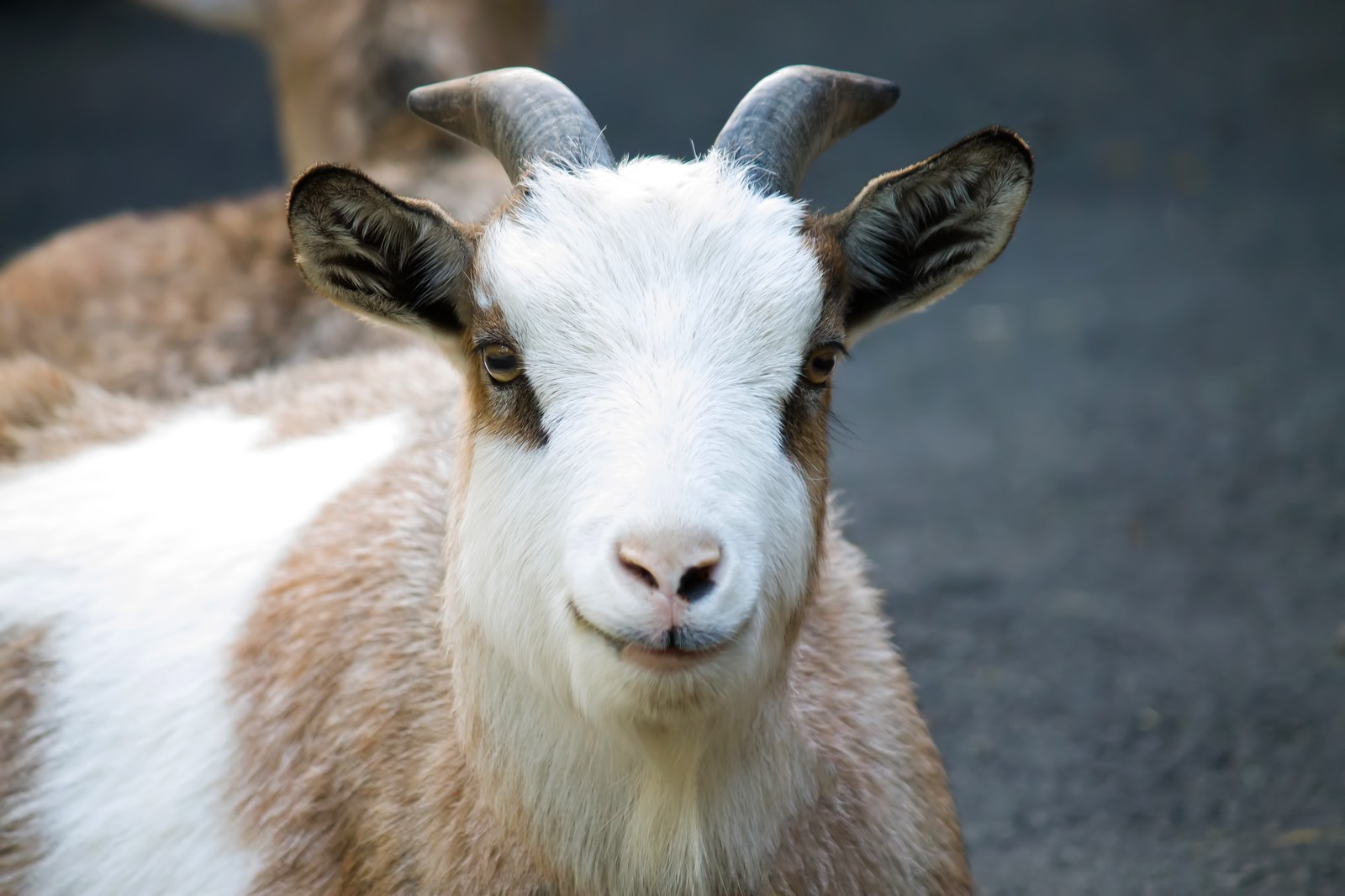 Stay weed-free with the help of goats — Japanese farm offers eco ...