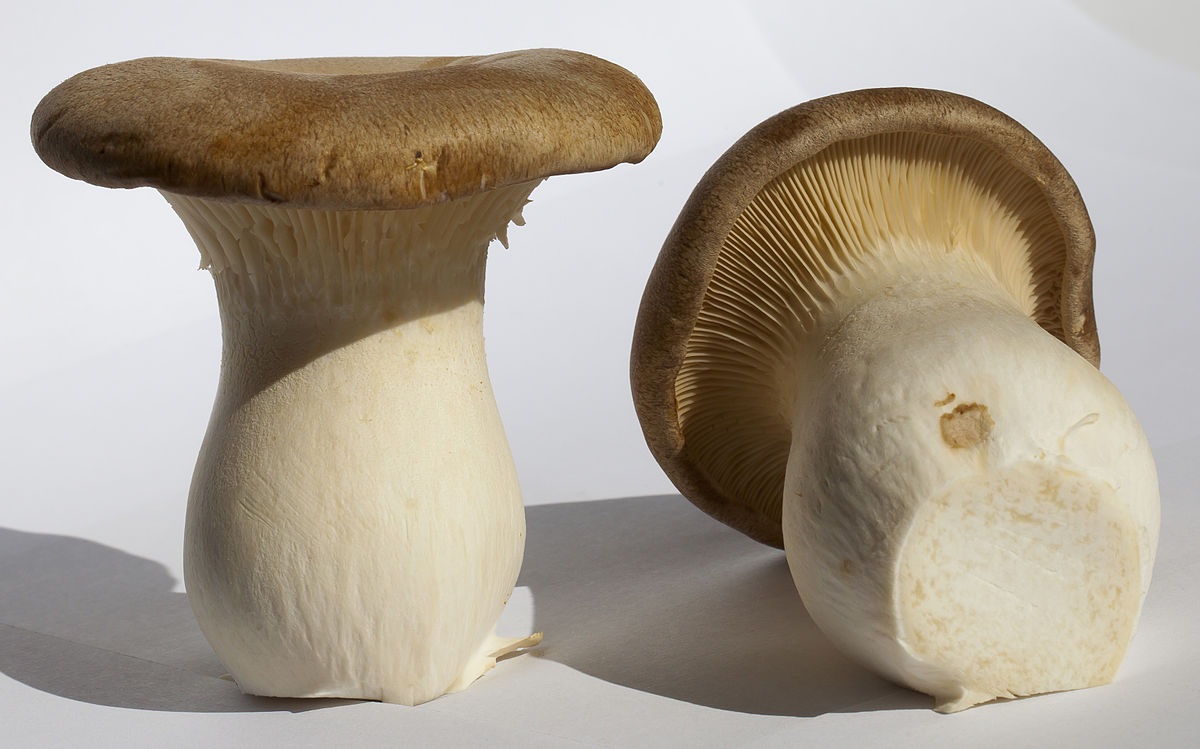 Eringi mushrooms can be an unexpected source of otaku loneliness