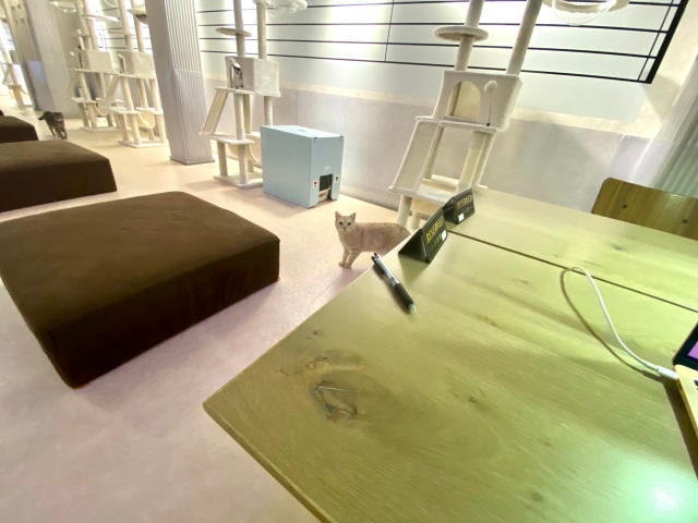 Why work from home when you can work from a Japanese cat town ...