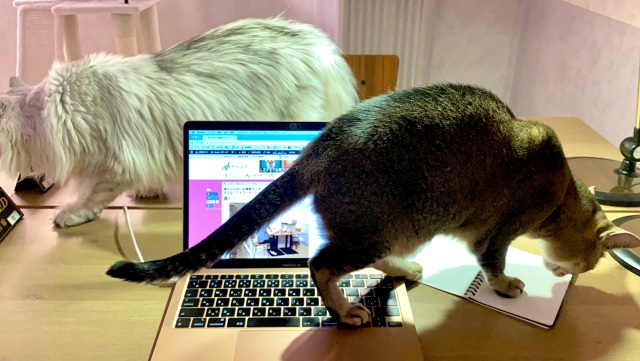 Why work from home when you can work from a Japanese cat town ...