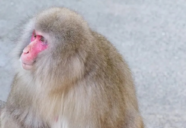 Please do not feed the monkey running wild around Tokyo, authorities ask【Videos】