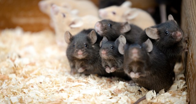 Here come the mice in black! Kyoto University experiment removes mouse memories with light