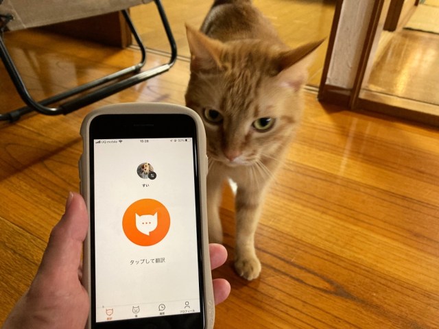 Our cat mom reporter learns how her cats truly feel about her through a cat translation app