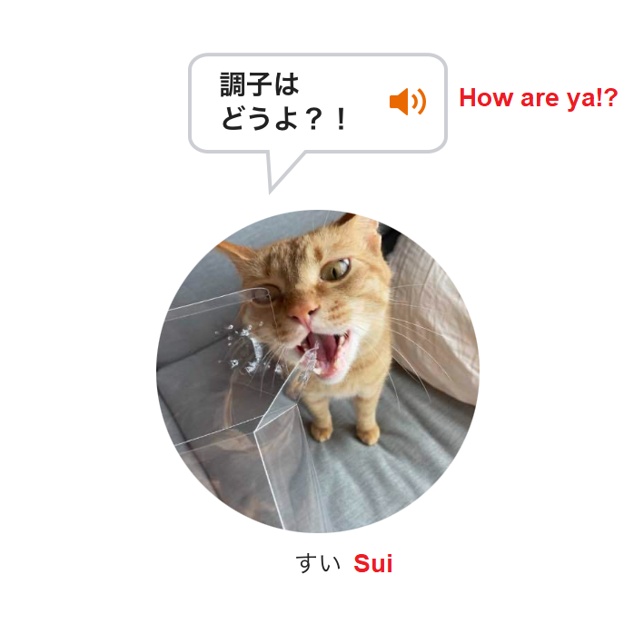 Our cat mom reporter learns how her cats truly feel about her through a cat translation app