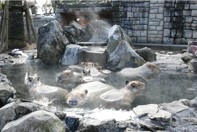 Japan’s Capybara Long Bath Championship 2022! Upstart powerhouse vs. original dynasty【Video】
