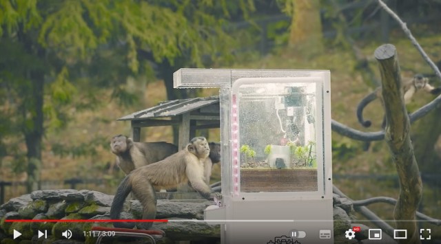 Can monkeys win at Japanese crane games? Experiment attempts to find out【Video】