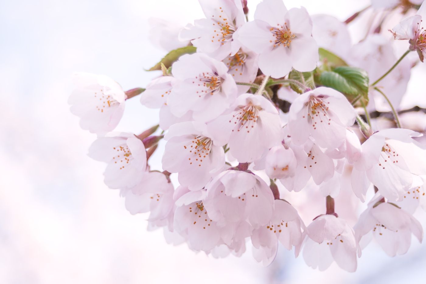 Sakura forecast 2022 released! Cherry blossoms set to bloom even