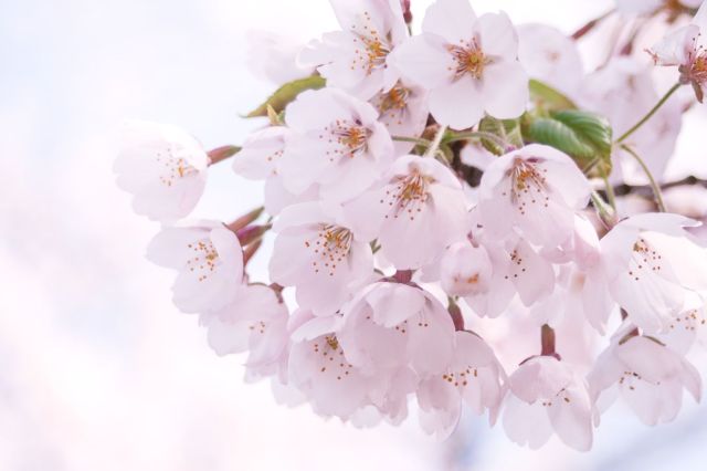 さくら2022年予報発売！ 今年は日本でも桜が早く咲きます