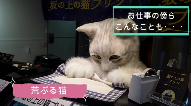 Japan Twitter Is Going Nuts Over a $1,000, Life-Sized Cat Backpack