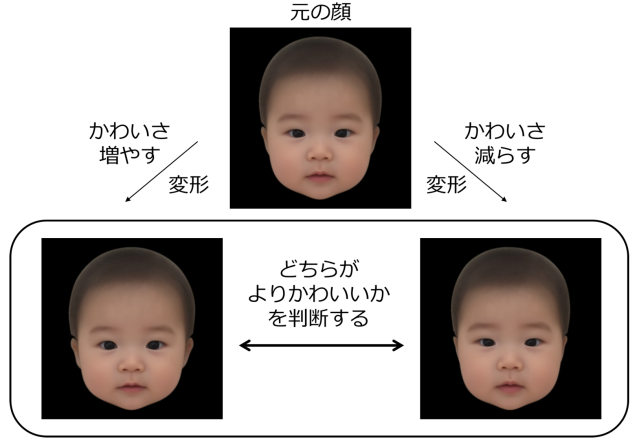 Objectively cute Japanese baby face factors determined by Osaka University team