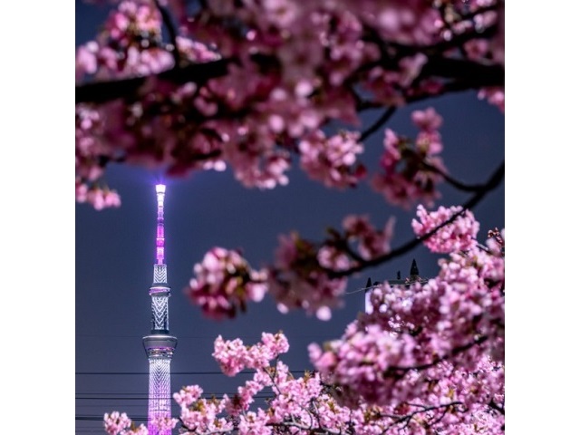 Sakura Skytree photos take Tokyo’s breath away, give kick-start to cherry blossom season【Photos】