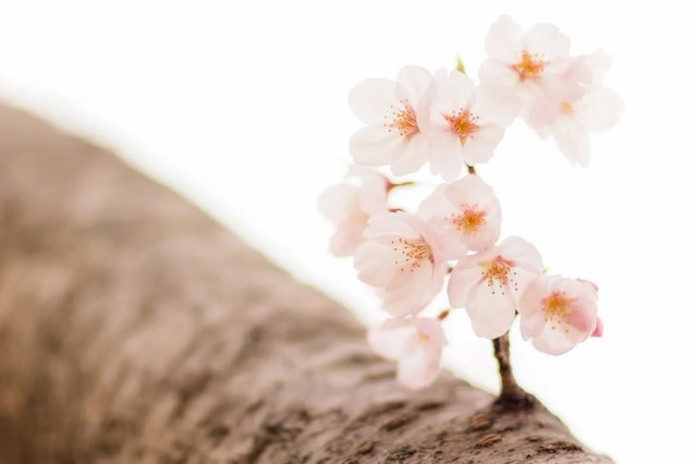 Sakura season officially begins in Tokyo as cherry blossoms bloom at Yasukuni Shrine