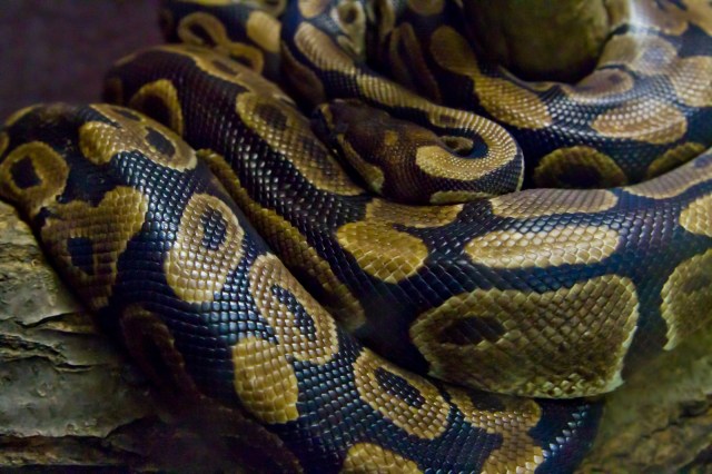 Three-day search for two-meter-long python in Okayama ends, found in owner’s car dashboard