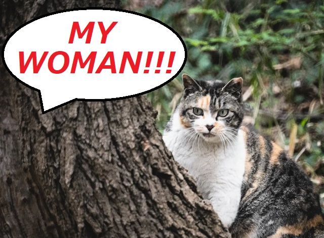 “What the hell are you doing to my woman?” attacker asks man feeding stray cat in Tokyo park