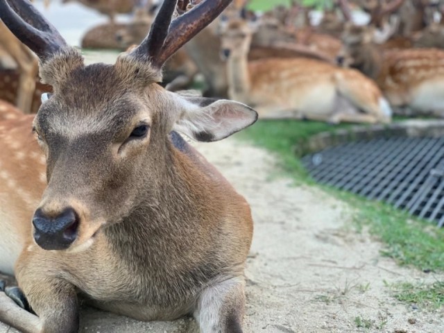 奈良公園初の今年初の赤ちゃん鹿が誕生し、とっても愛らしい【動画】