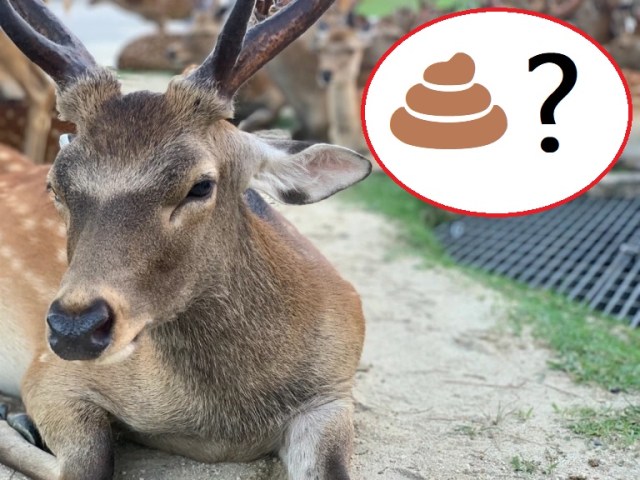 奈良公園に鹿のうんちが増えないのはなぜですか？ この非常に奇妙な美術館には答えがあります【写真】