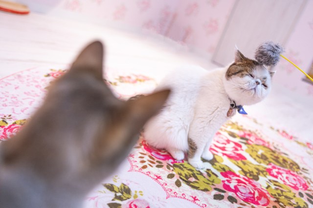 Japanese universities determine cats know the names of other cats