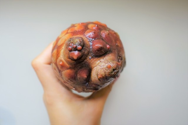 GamerCityNews HC-5 Japan’s hoya is a straight-up edible video game monster, and here’s how to prepare/eat it【Photos】 