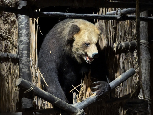 Site Of The Worst Bear Attack In Japanese History Is A Chilling Place ...