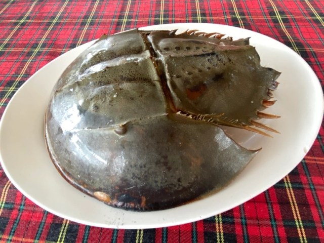We try roasted horseshoe crab in Thailand, regret our choice yet strangely long for more