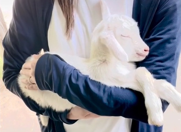 Rock a baby goat to sleep, admission is free: Cute challenge goes viral online 【Videos】