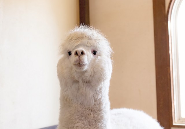 Kyoto University finds alpacas may hold the key to preventing all COVID-19 variants